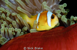 Anemone fish, Red Sea South by Nick Blake 